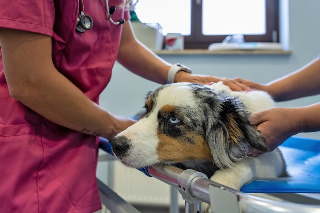 Canine respiratory illness has been confirmed in Nevada and Pennsylvania